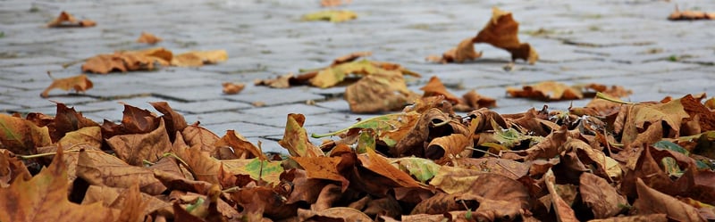 Seasonal Delights